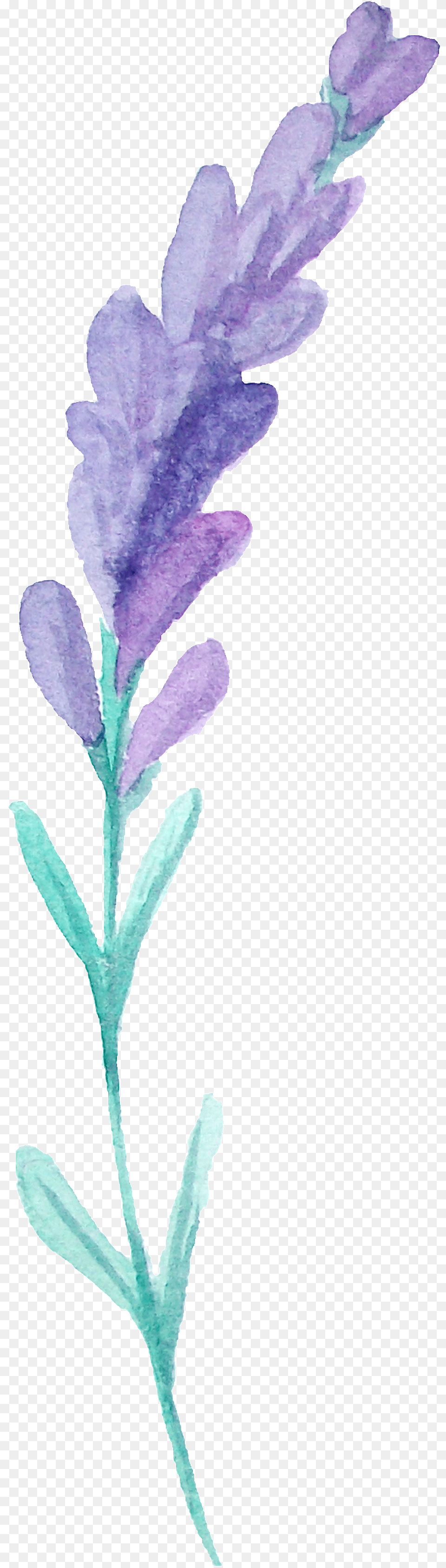 This Graphics Is Hair Flower Branches Transparent Decorative Lavandula Dentata, Leaf, Plant, Acanthaceae, Purple Png Image