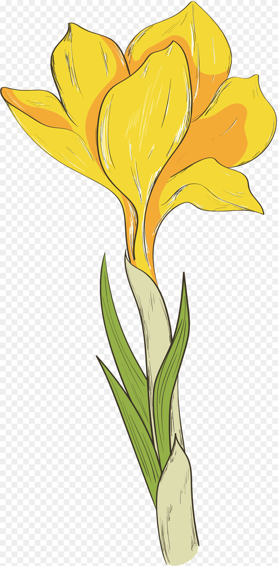 This Graphics Is Hand Drawn A Blooming Yellow Flower Portable Network Graphics, Daffodil, Petal, Plant, Cross Free Png Download