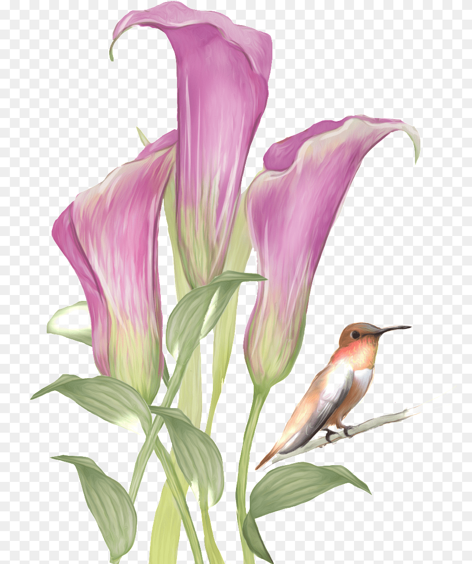 This Graphics Is Hand Drawn Flowers And Birds Pattern Drawn Flowers With Birds, Flower, Petal, Plant, Animal Free Png Download
