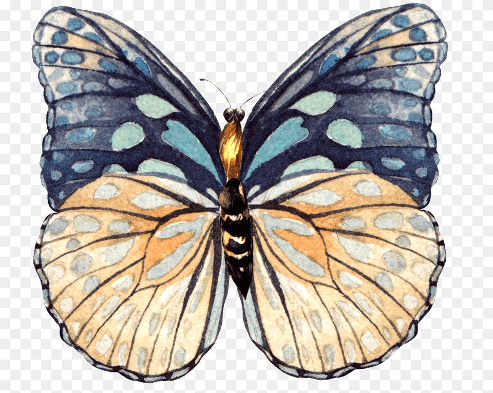 This Graphics Is Hand Painted A Beautiful Butterfly Swallowtail Butterfly, Animal, Insect, Invertebrate Png