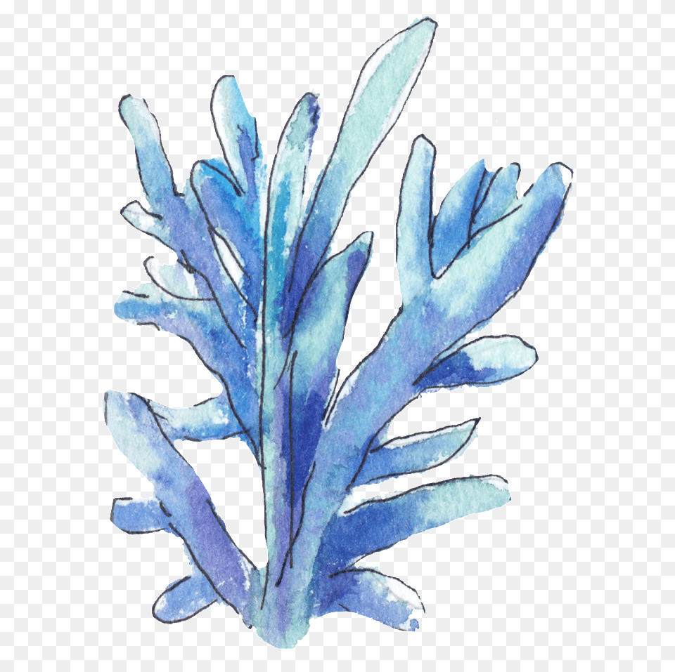 This Graphics Is Hand Painted A Blue Coral, Ice, Leaf, Plant, Nature Free Png Download