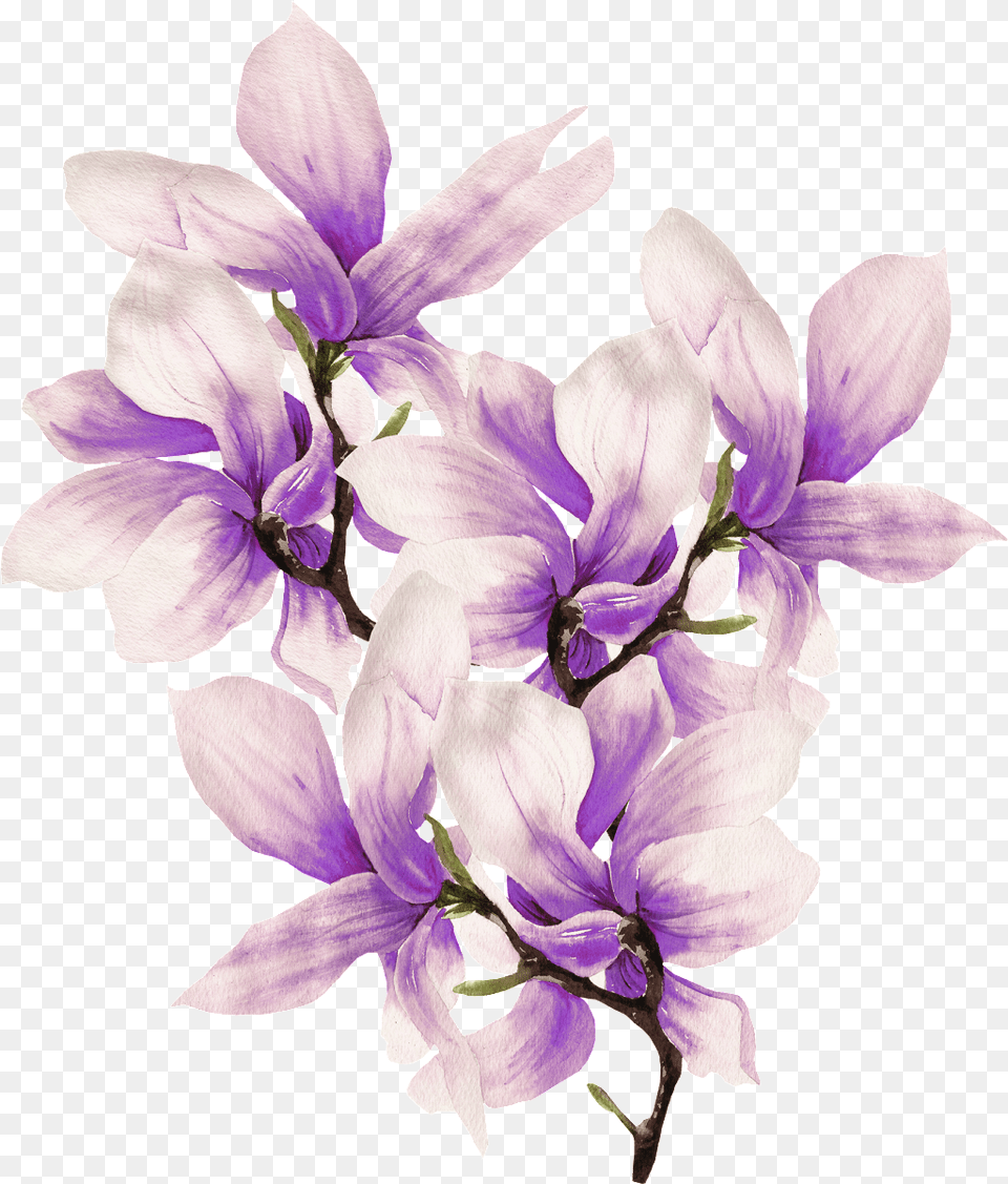This Graphics Is Hand Painted Delicate Magnolia, Flower, Plant, Art, Dahlia Free Png