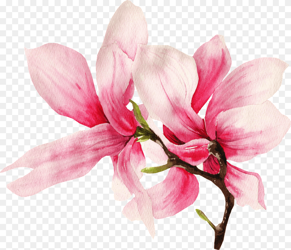 This Graphics Is Hand Painted Two Magnolia Flowers Magnolia, Flower, Petal, Plant, Dahlia Free Png Download