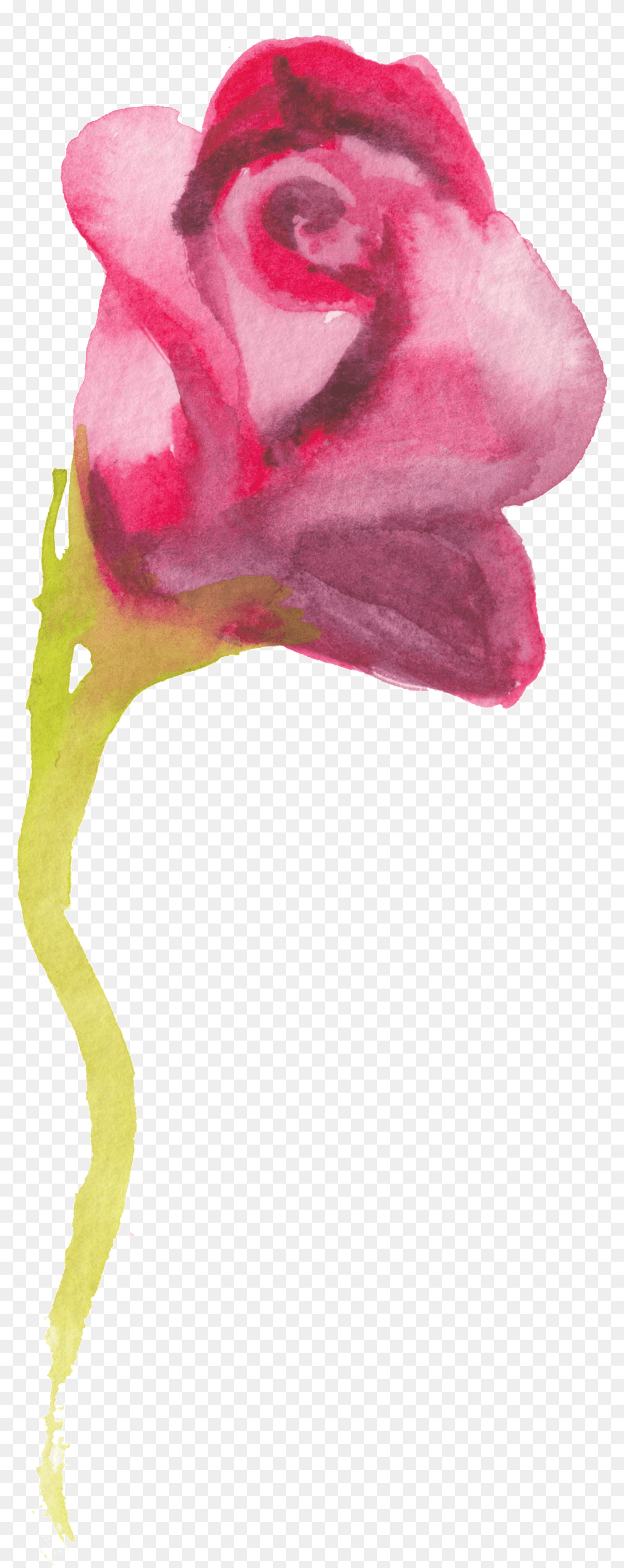 This Graphics Is Ink Red Rose Transparent Decorative Watercolor Painting, Plant, Flower, Petal, Adult Png Image