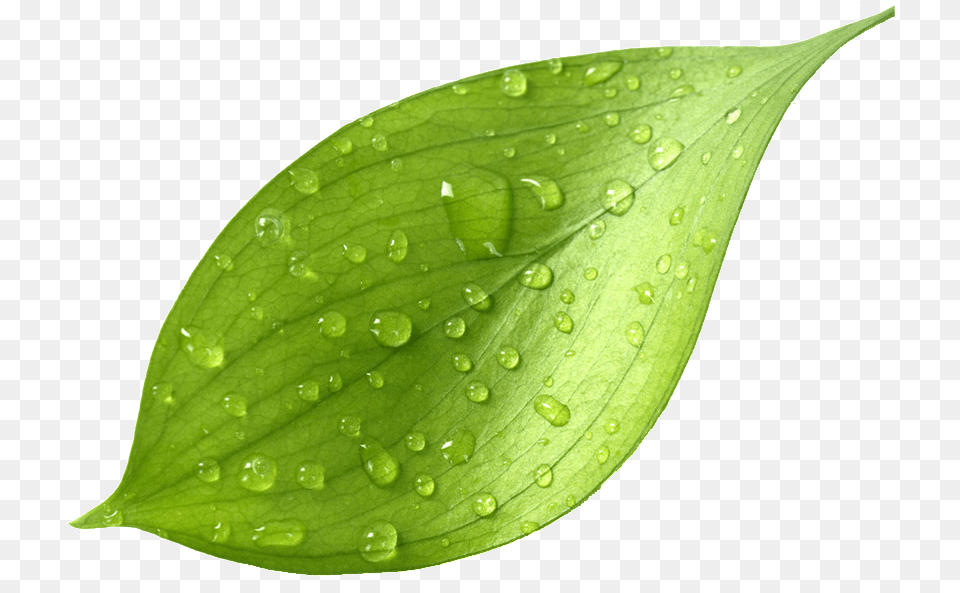 This Graphics Is Leaf Transparent After The Rain About Green Tea Leaves, Plant, Flower, Petal Png