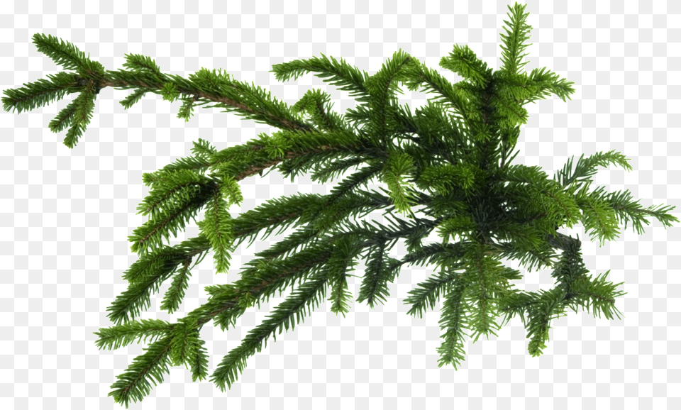 This Graphics Is Pine Tree Cartoon Transparent About Pine, Conifer, Moss, Plant, Fir Free Png