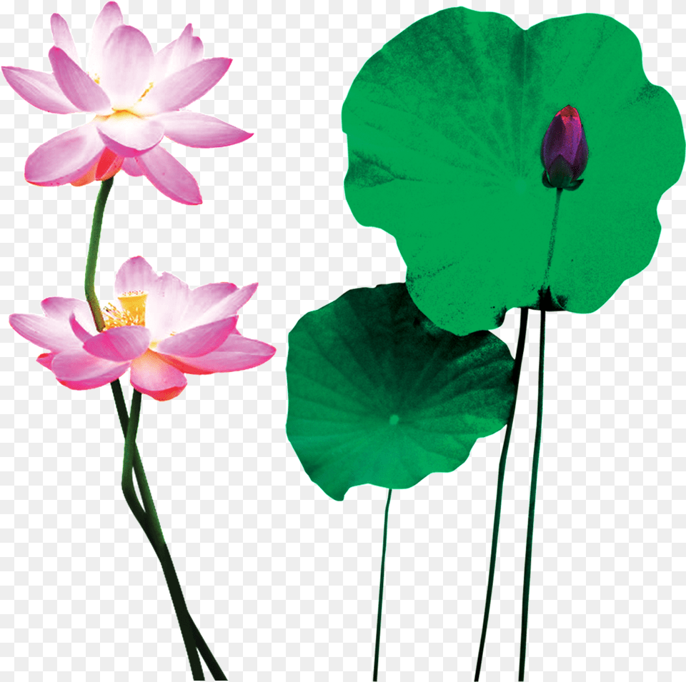 This Graphics Is Pink Lotus Cartoon Transparent About Sacred Lotus, Flower, Plant, Lily, Pond Lily Free Png Download