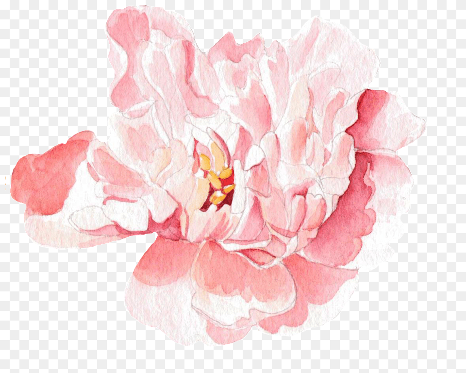 This Graphics Is Pink Petals Transparent Decorative Rosa Watercolor Pfingstrosen Und Lilien Visitenkarte, Flower, Petal, Plant, Rose Png Image