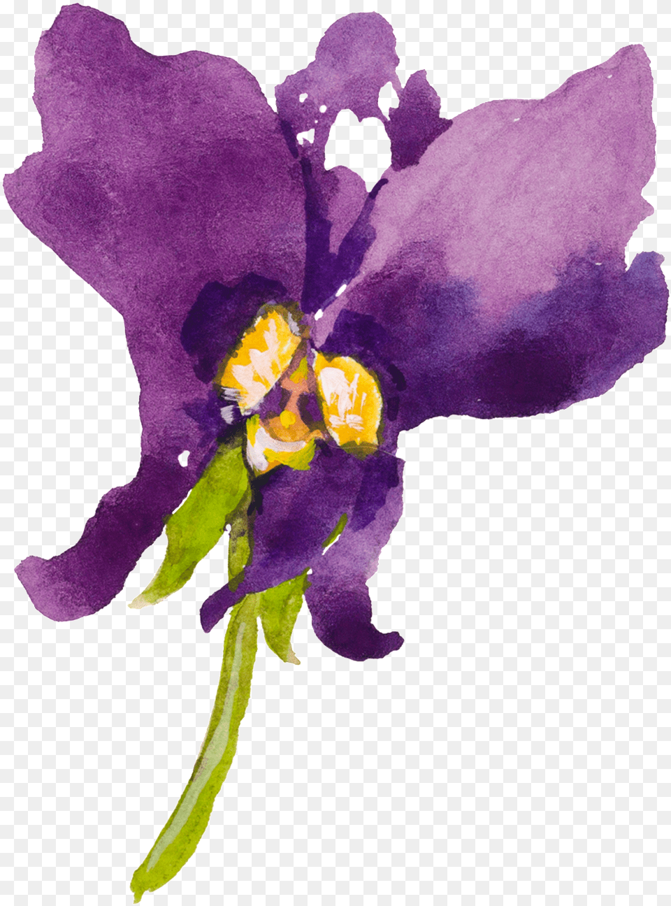This Graphics Is Purple Cartoon Butterfly Orchid Watercolor Watercolour Orchid Svg, Flower, Iris, Plant, Pollen Free Png Download