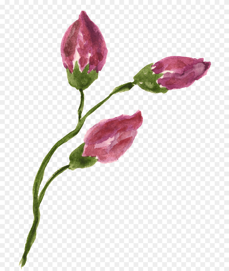 This Graphics Is Rose Flower Branch Transparent Decorative Freesia, Petal, Plant, Acanthaceae, Bud Png Image