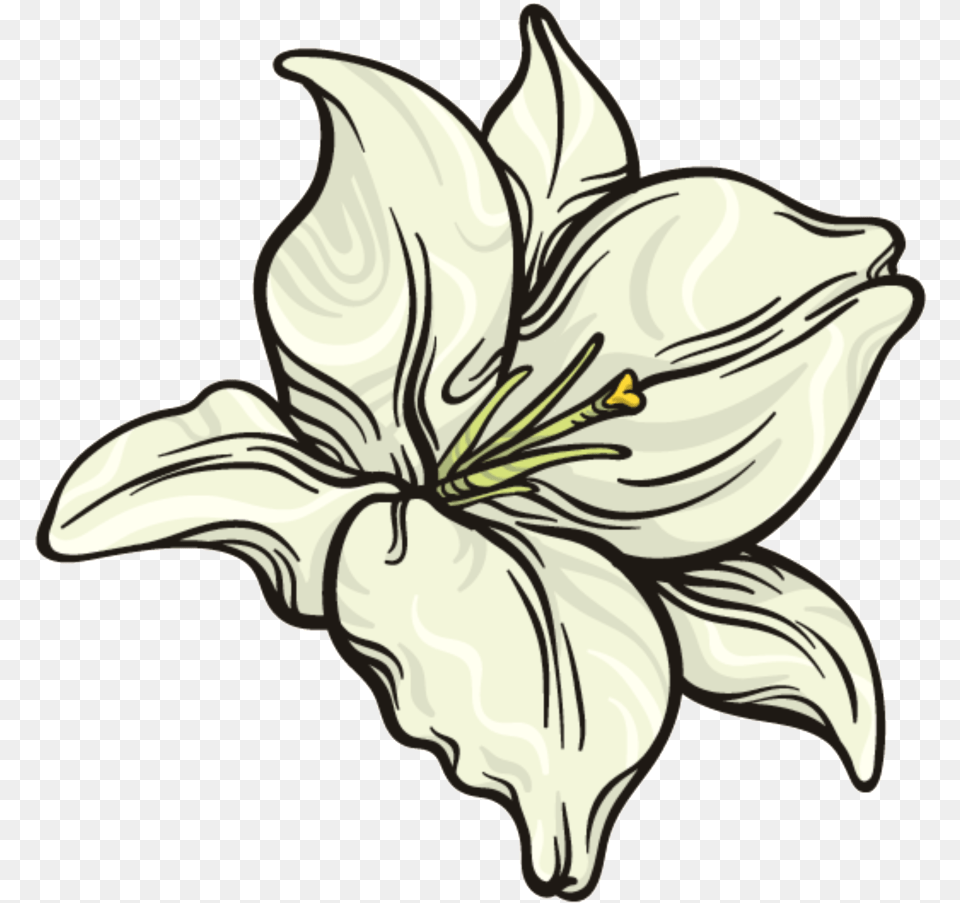 This Graphics Is Snow White Flower Lily, Plant, Anther Free Png