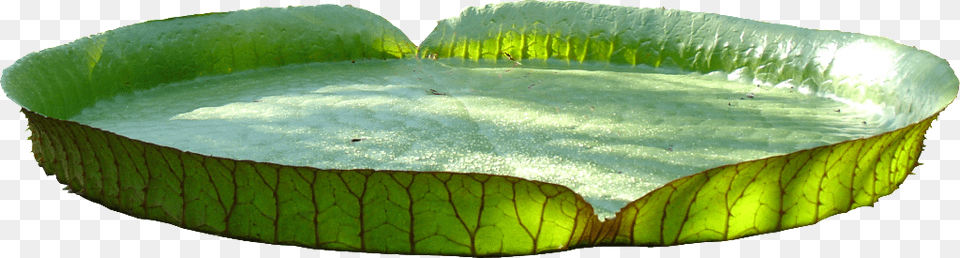This Graphics Is The Leaves Exaggerate The Green Of Leaf, Nature, Outdoors, Plant, Pond Png Image
