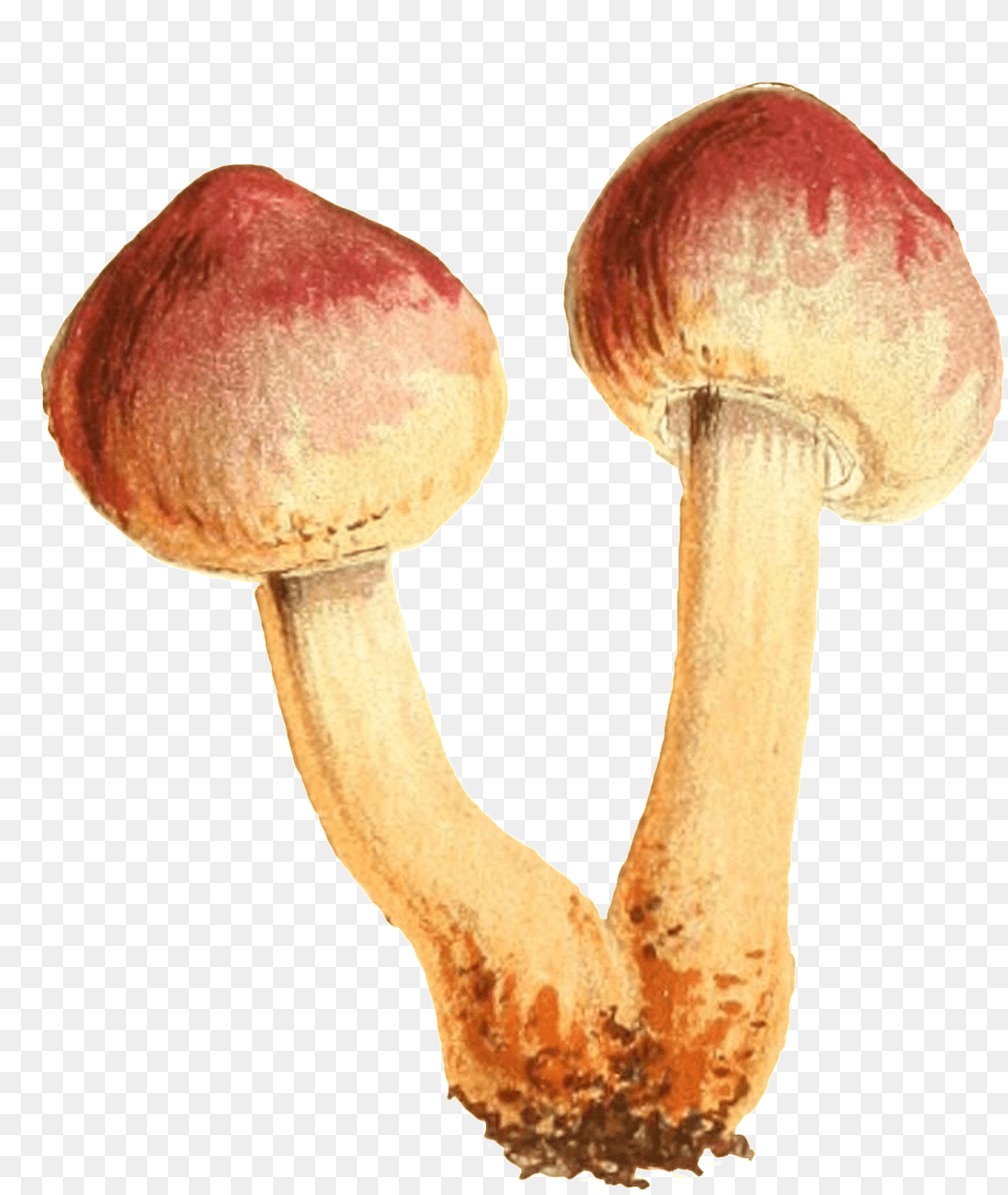 This Graphics Is Two Small Mushrooms Connected To The Shiitake, Agaric, Amanita, Fungus, Mushroom Free Png Download