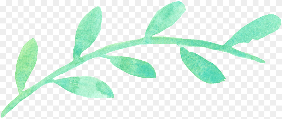 This Graphics Is Watercolor Green Leaf Clipart Flower Calligraphy, Herbs, Astragalus, Herbal, Plant Free Transparent Png