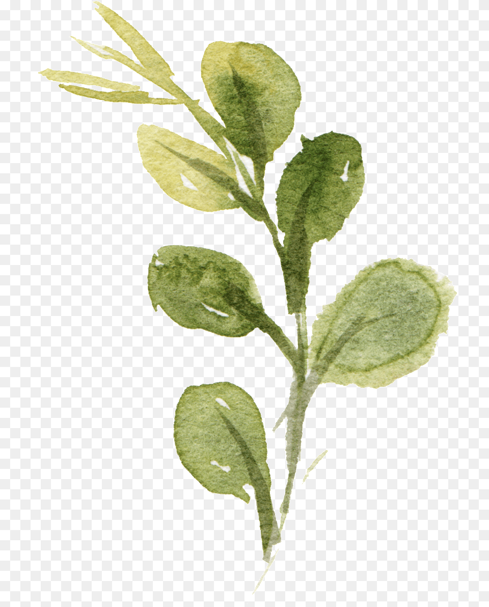 This Graphics Is Watercolor Hand Drawn Leaf About Leaves Watercolor, Plant, Herbal, Herbs, Annonaceae Free Png