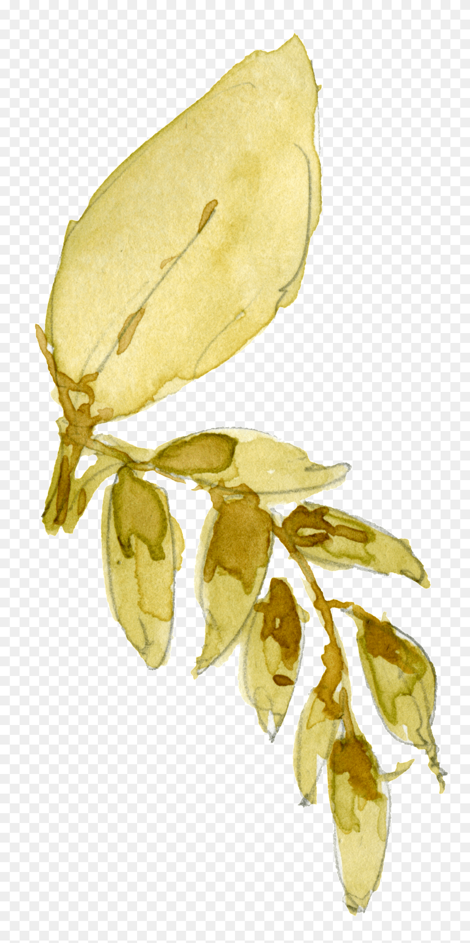 This Graphics Is Watercolor Leaf Decoration Vector Watercolor Painting, Plant, Astragalus, Flower, Food Free Transparent Png