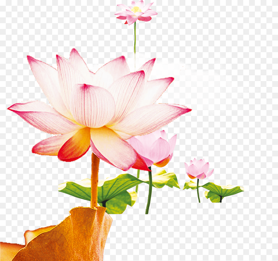 This Graphics Is Wen Hao Fresh Hand Painted Lotus Flower, Petal, Plant, Lily, Pond Lily Png