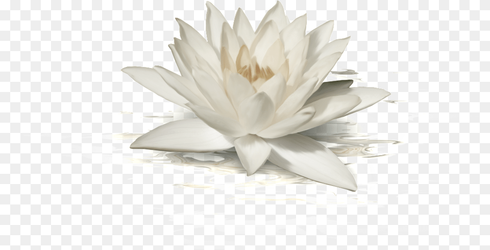 This Graphics Is White Lotus Transparent About Fashionlotuspng, Flower, Lily, Plant, Pond Lily Png Image