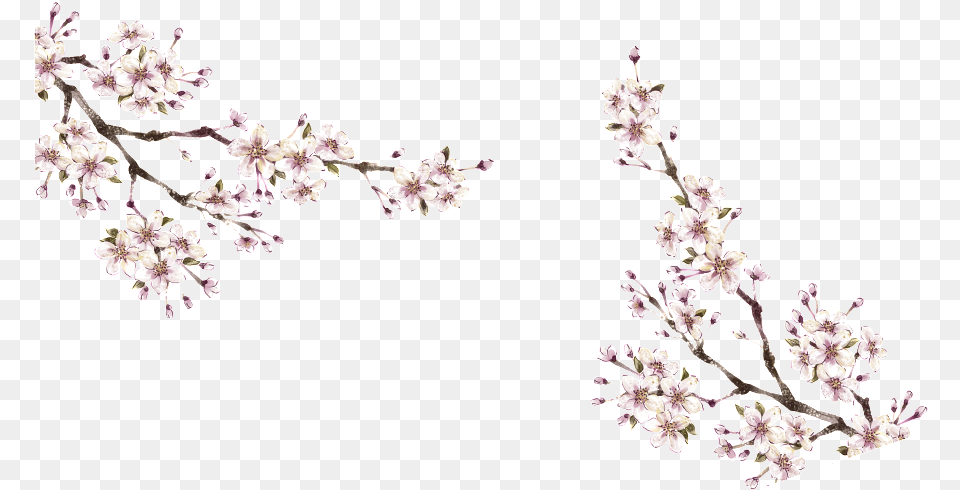 This Graphics Is Winter Plum About Winter Plum Portable Network Graphics, Flower, Plant, Cherry Blossom Free Transparent Png