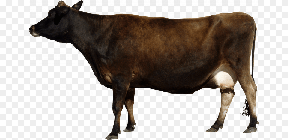 This High Resolution Cow Icon Clipart Brown Cow Animal, Cattle, Livestock, Mammal Free Transparent Png