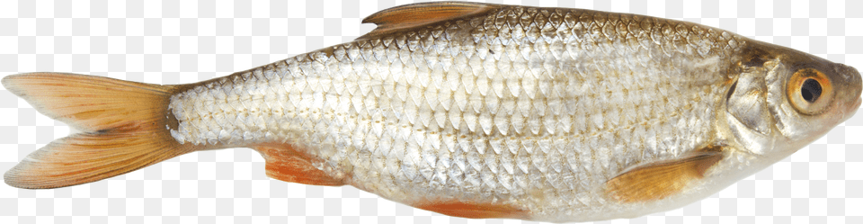 This High Resolution Fish Picture Roach Fish, Animal, Sea Life, Carp Png Image