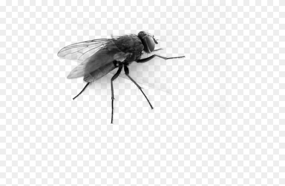 This High Resolution Fly In Transparent Background Fly Gif, Gray Free Png