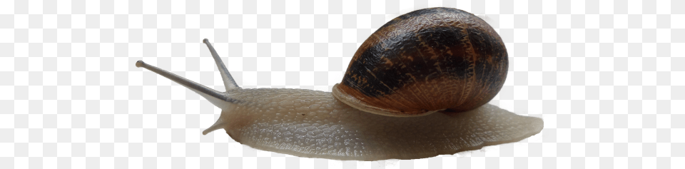 This High Resolution Snails High Quality Wallpaper, Animal, Invertebrate, Snail, Insect Png Image