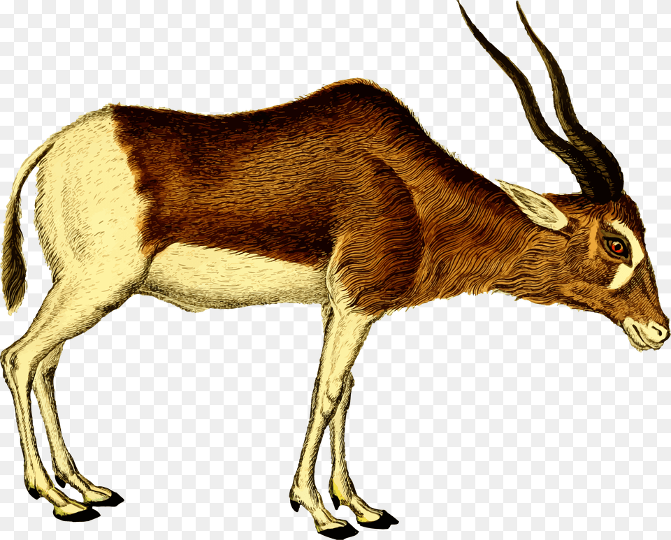 This Icons Design Of Antelope, Animal, Mammal, Wildlife, Gazelle Free Png