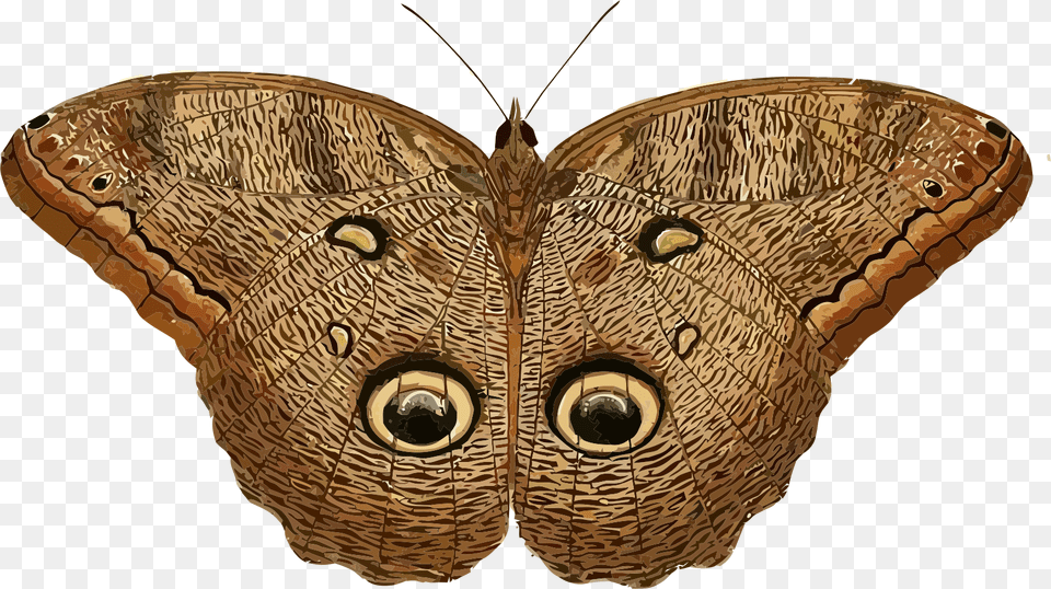 This Icons Design Of Caligo Eurilochus, Animal, Butterfly, Insect, Invertebrate Free Transparent Png