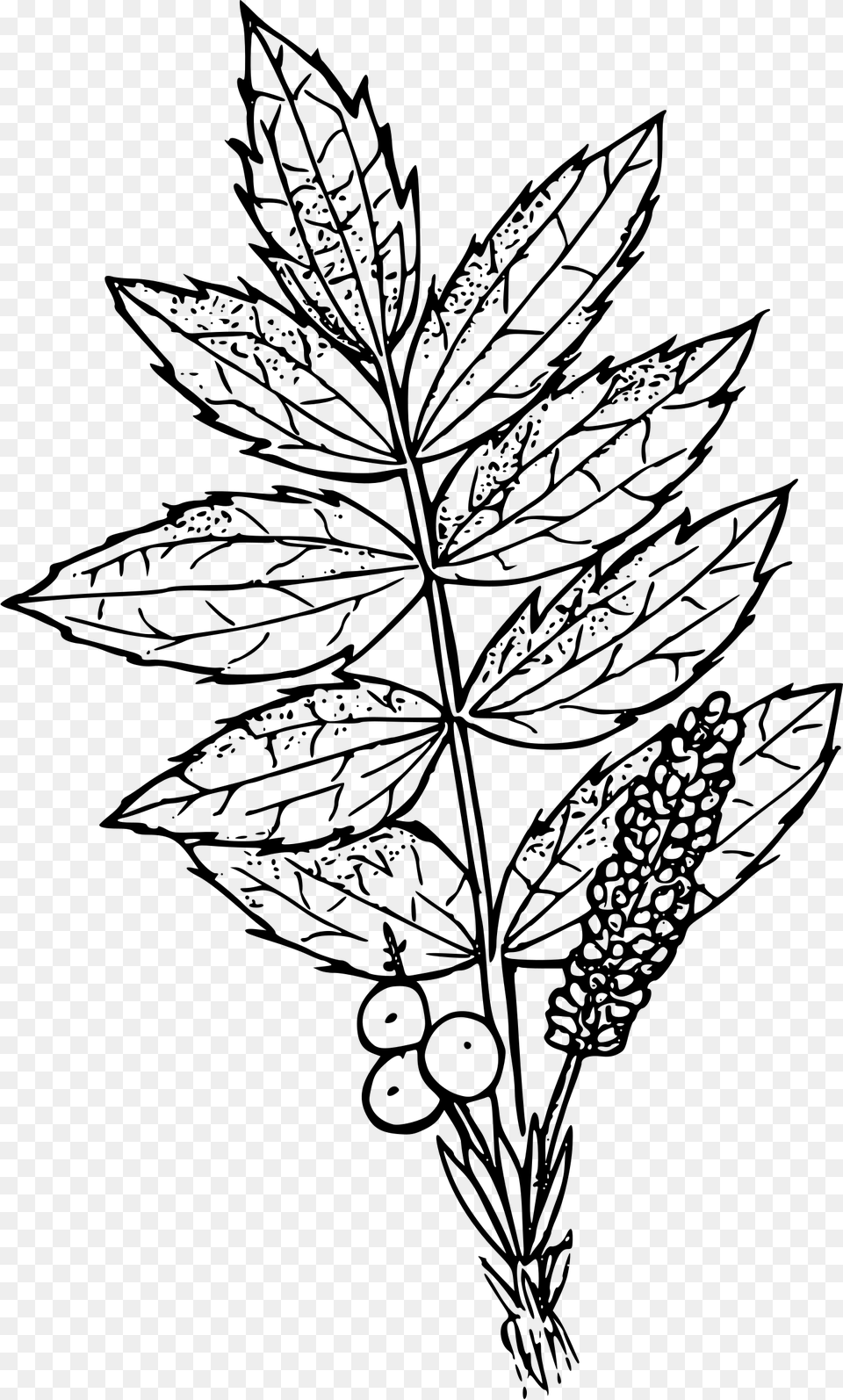 This Icons Design Of Cascades Oregon Grape, Gray Free Transparent Png