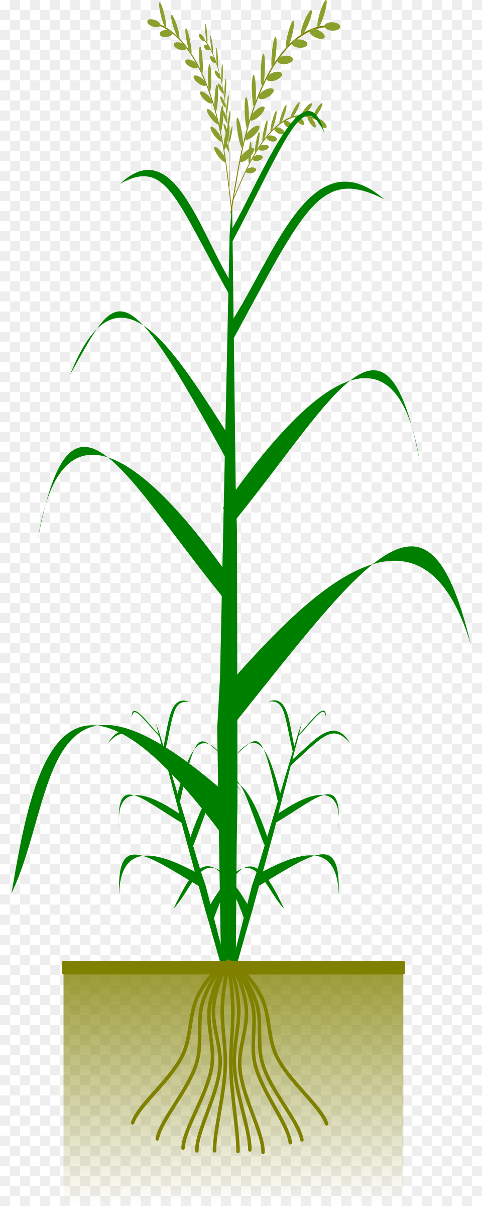 This Icons Design Of Cereal Plant, Grass, Leaf, Tree, Vegetation Png Image