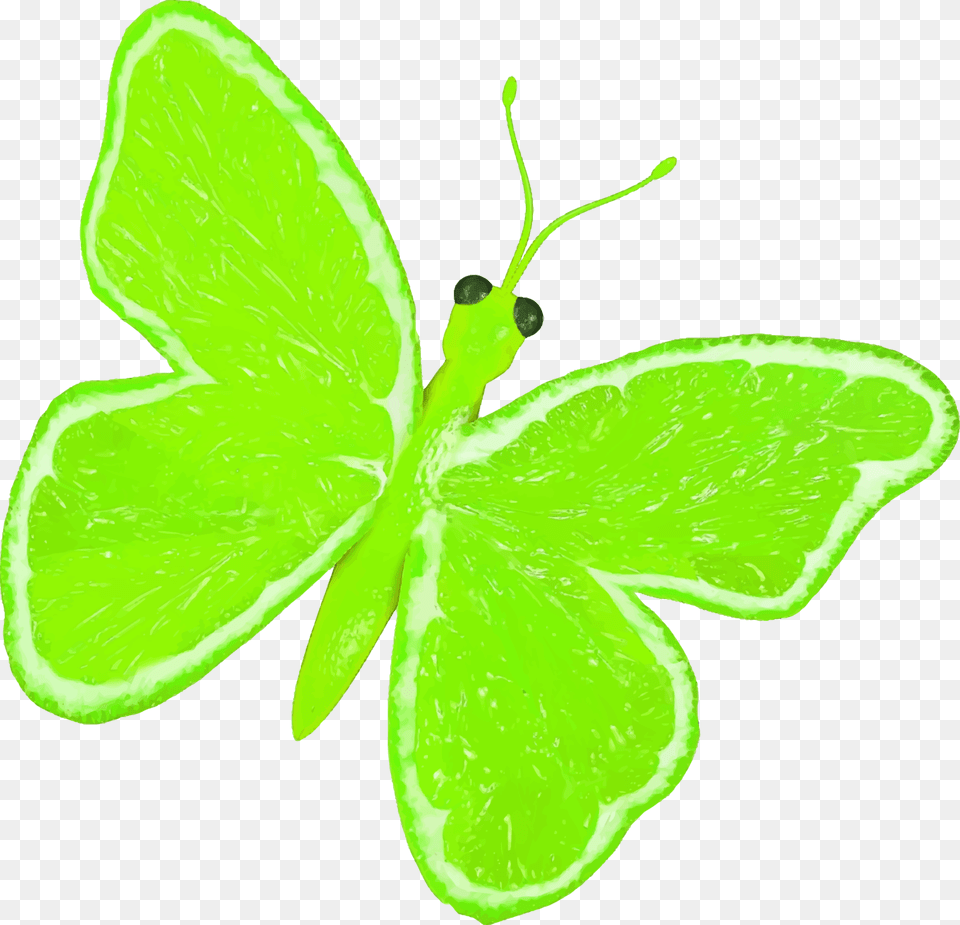 This Icons Design Of Citrus Fruit Butterfly, Citrus Fruit, Food, Plant, Produce Free Transparent Png