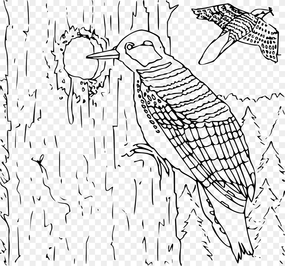 This Icons Design Of Coloring Book Woodpecker, Gray Png