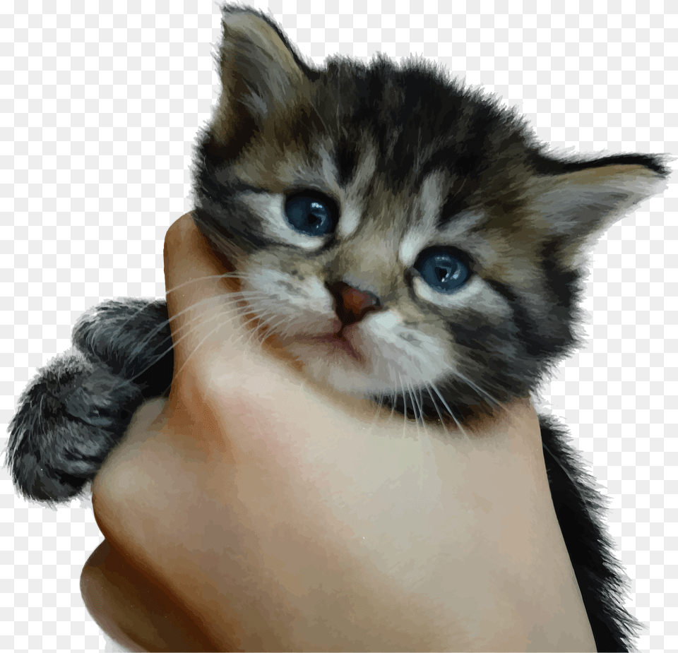 This Icons Design Of Cute Kitten, Animal, Cat, Mammal, Pet Free Png Download