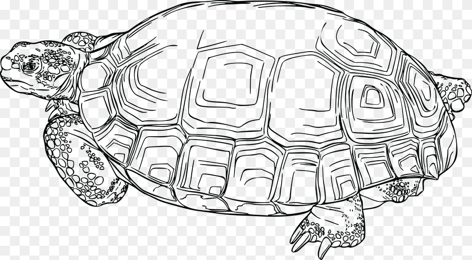 This Icons Design Of Desert Tortoise Desert Tortoise Clip Art, Animal, Reptile, Sea Life, Turtle Free Transparent Png