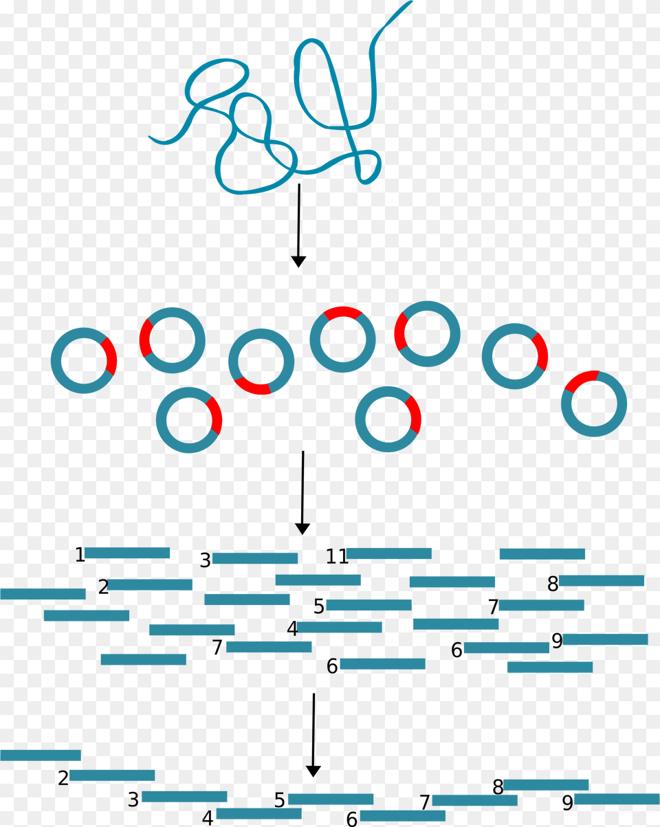 This Icons Design Of Dna Cloning, Text Free Png Download