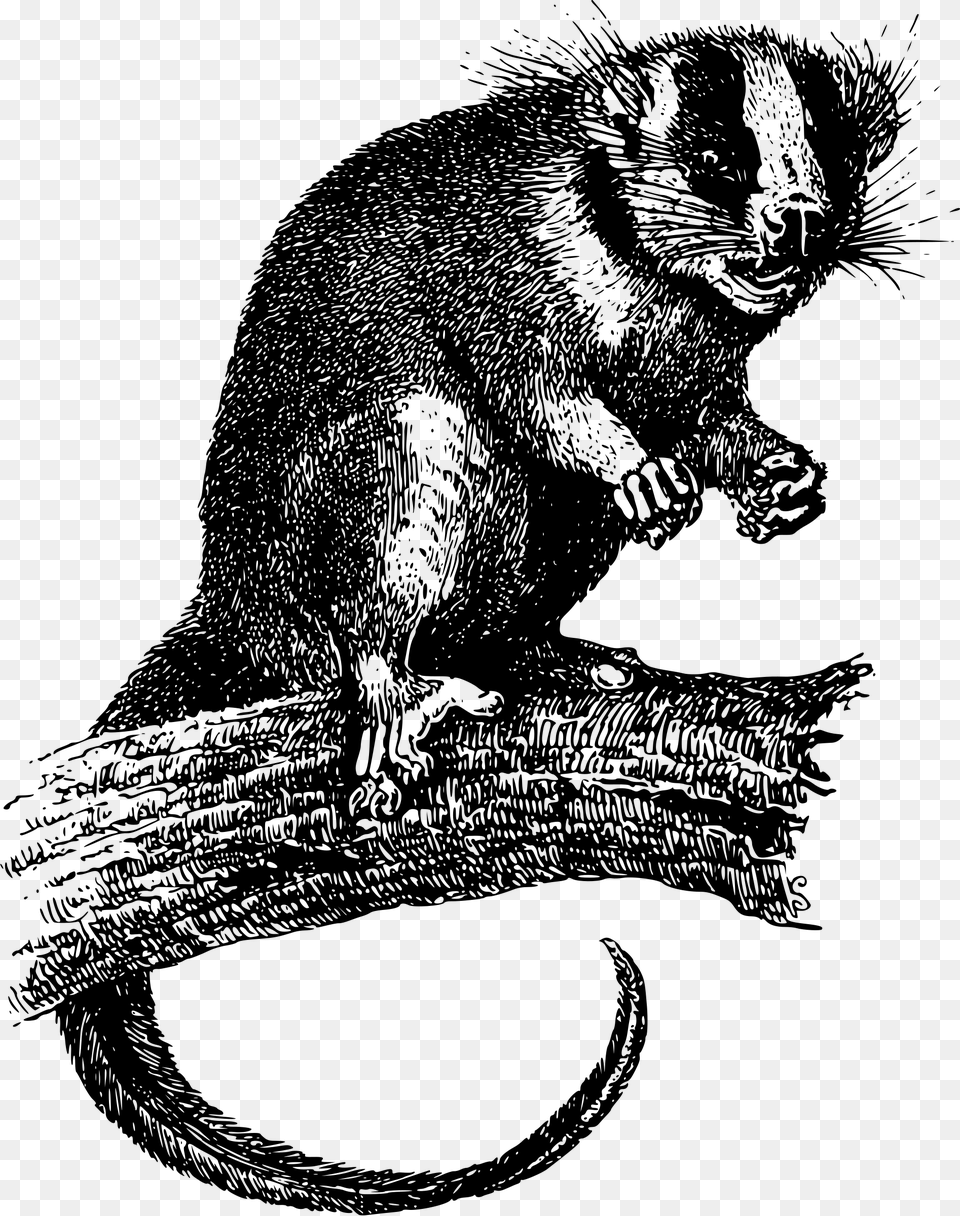 This Icons Design Of Feather Tailed Possum, Gray Free Png