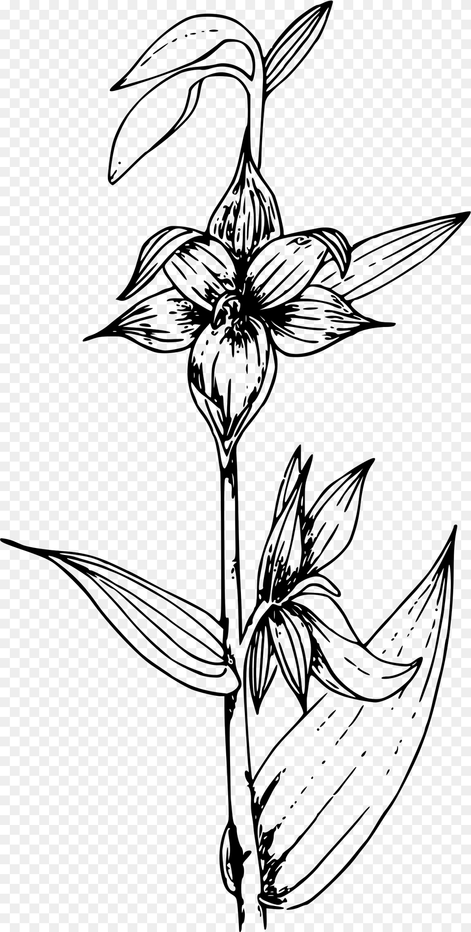 This Icons Design Of Giant Helleborine Orchid, Gray Free Png