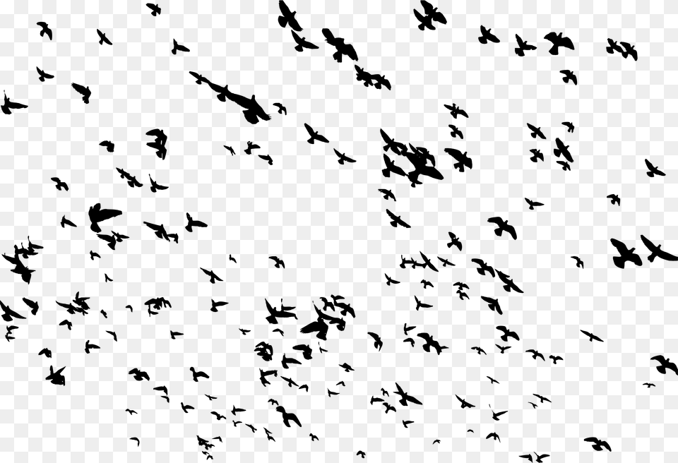 This Icons Design Of Huge Flock Of Birds Flying, Gray Png