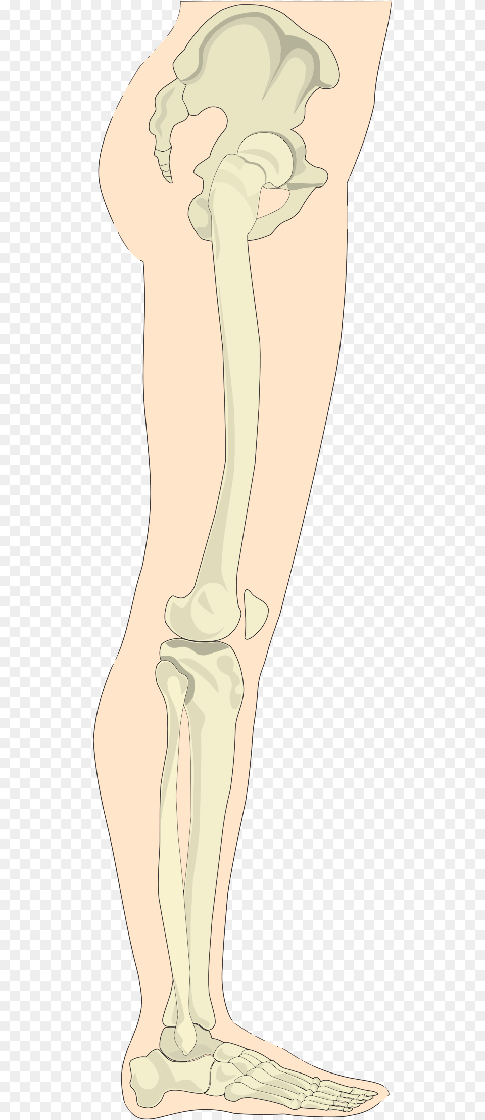 This Icons Design Of Human Legs Sideview, Person Free Png