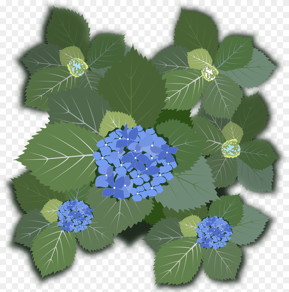 This Icons Design Of Hydrangea Macrophylla, Flower, Leaf, Plant, Pattern Free Png