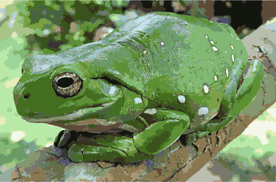 This Icons Design Of Magnificent Tree Frog, Amphibian, Animal, Wildlife, Tree Frog Free Transparent Png