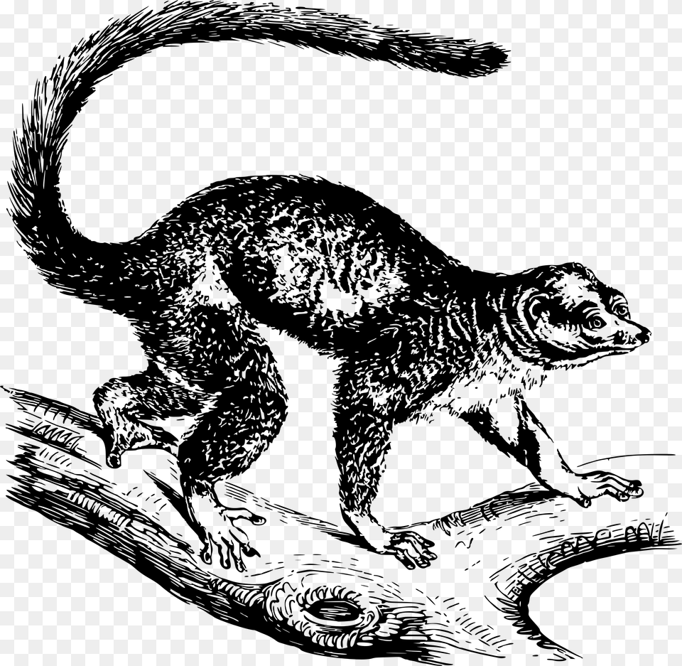 This Icons Design Of Mongoose Lemur, Gray Png