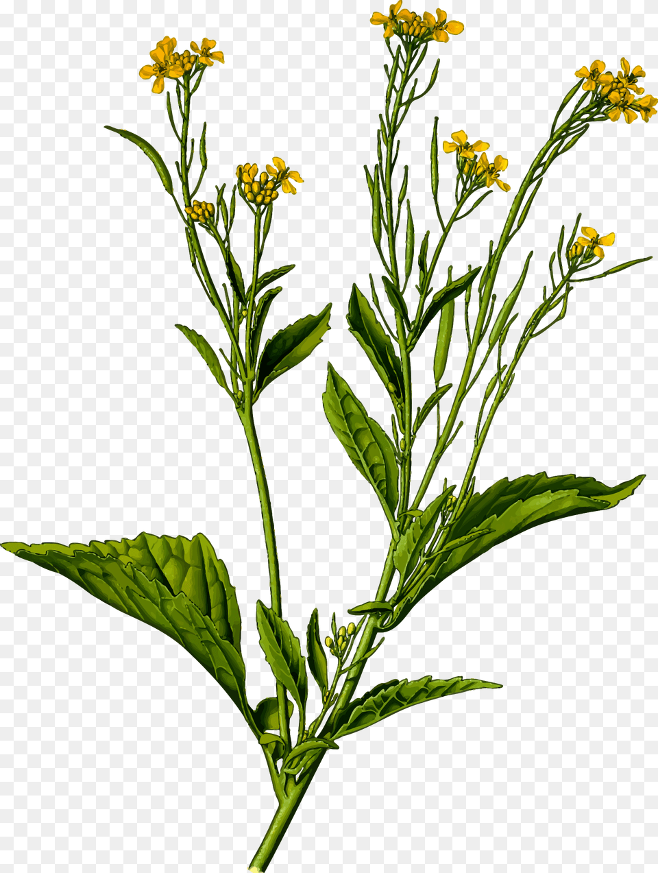 This Icons Design Of Mustard Greens, Flower, Plant, Apiaceae, Acanthaceae Png Image