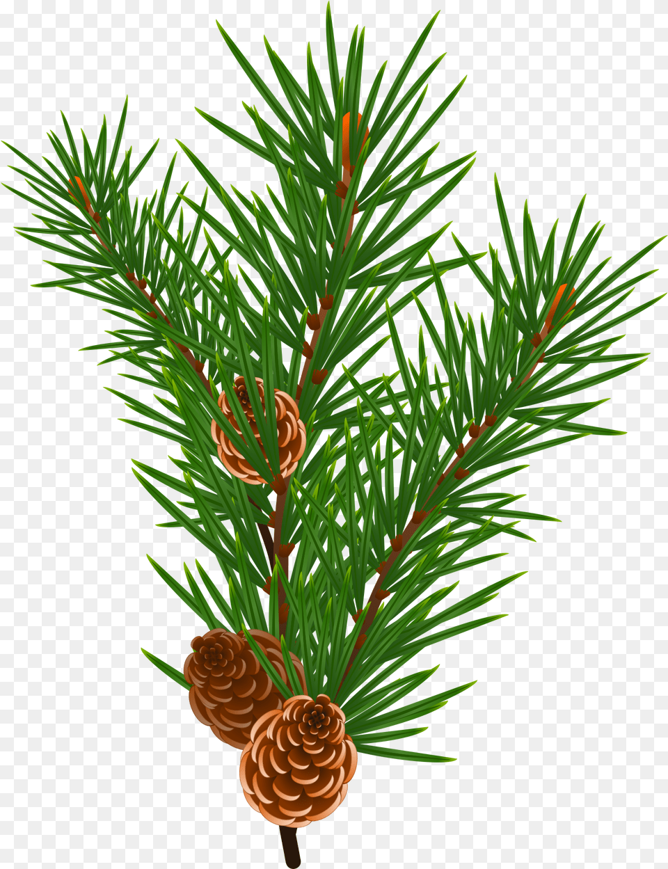 This Icons Design Of Pine Branch, Conifer, Plant, Tree, Larch Free Png Download