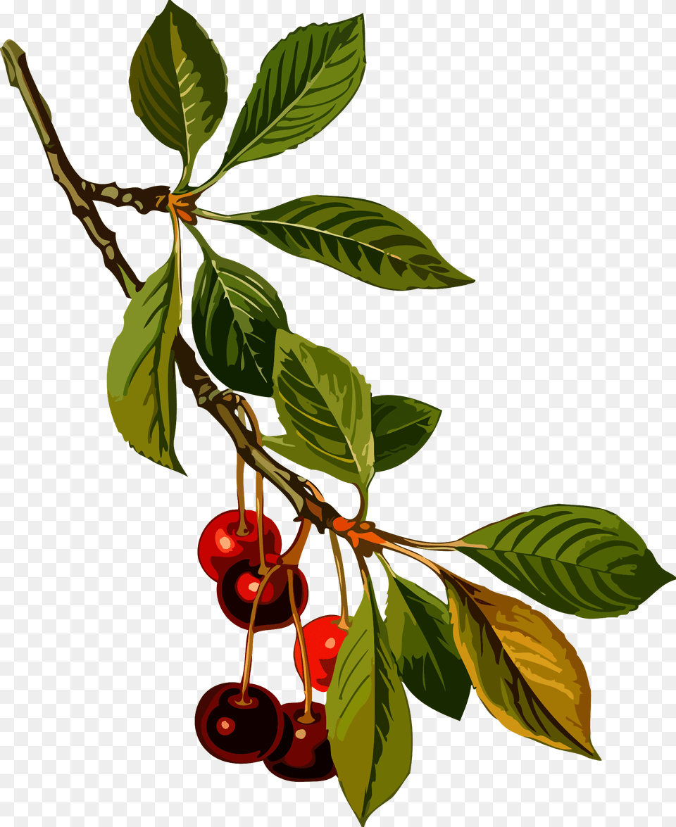 This Icons Design Of Sour Cherry Tree, Food, Fruit, Plant, Produce Png Image