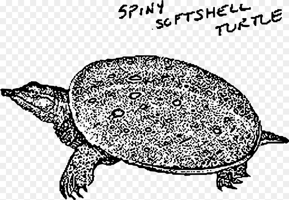 This Icons Design Of Spiny Softshell Turtle, Gray Png Image