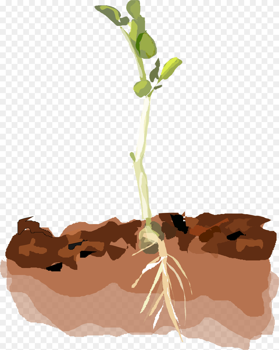 This Icons Design Of Sprouting Pea, Soil, Plant, Sprout, Person Png Image