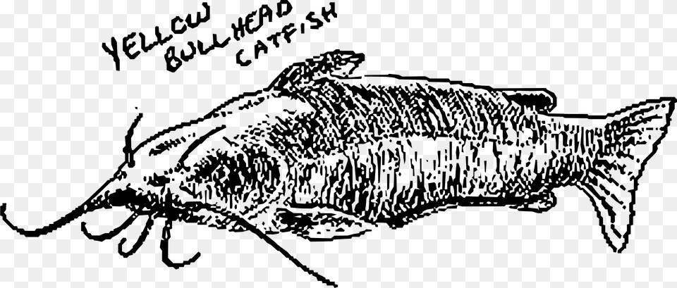 This Icons Design Of Yellow Bullhead Catfish, Gray Free Png