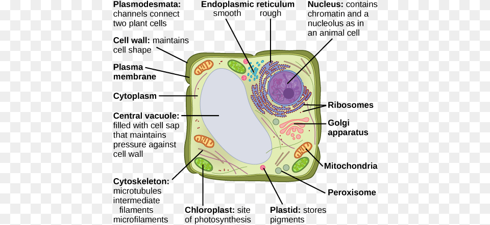 This Illustration Depicts A Typical Eukaryotic Plant Vesicles On A Plant Cell, Diaper Free Transparent Png